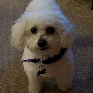 Meet your Posher, Pam